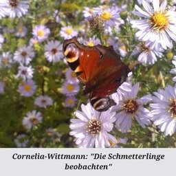 Die schönen Schmetterlinge anschauen.jpg