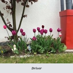 Driver.jpg