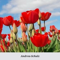 Andrea-Schulz.jpg