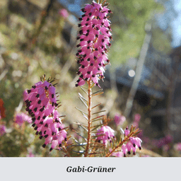 Gabi-Grüner.png